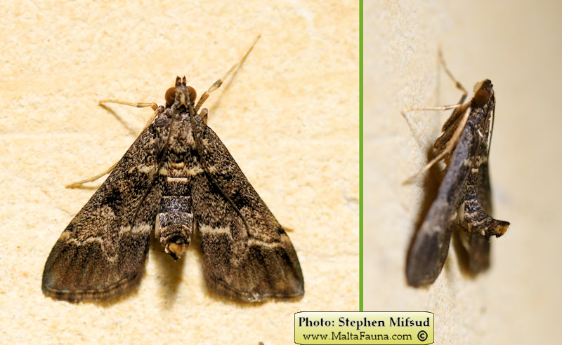 Duponchelia fovealis (European pepper moth). This page is part of www.MaltaWildPlants.com website by Stephen Mifsud, Malta