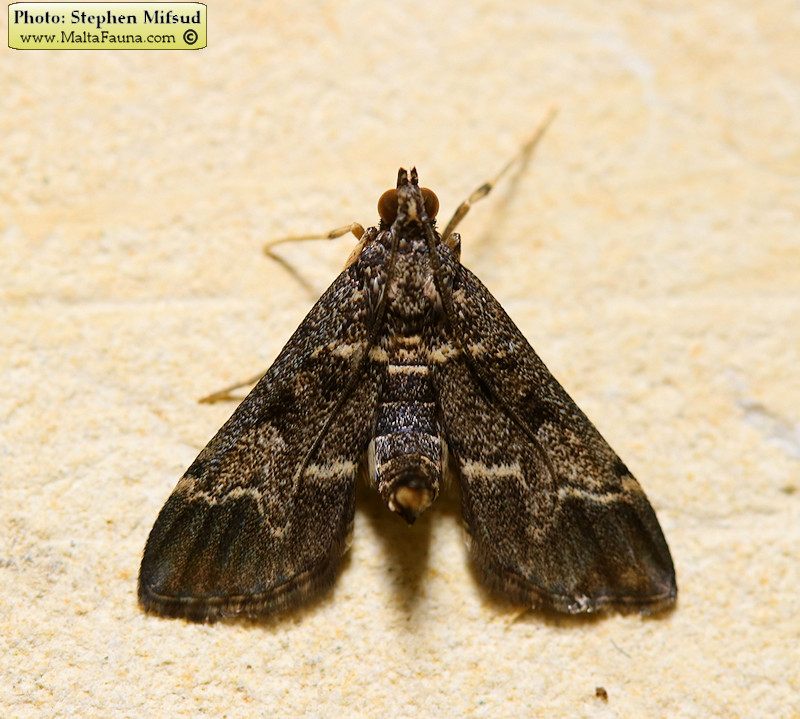 Duponchelia fovealis (European pepper moth). This page is part of www.MaltaWildPlants.com website by Stephen Mifsud, Malta