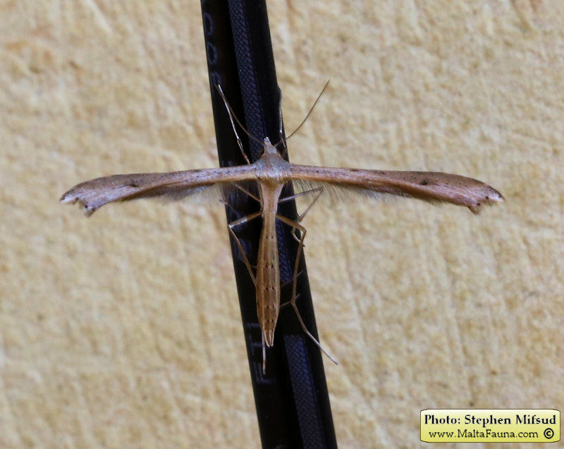Emmelina monodactyla (Plume Moth). This page is part of www.MaltaWildPlants.com website by Stephen Mifsud, Malta