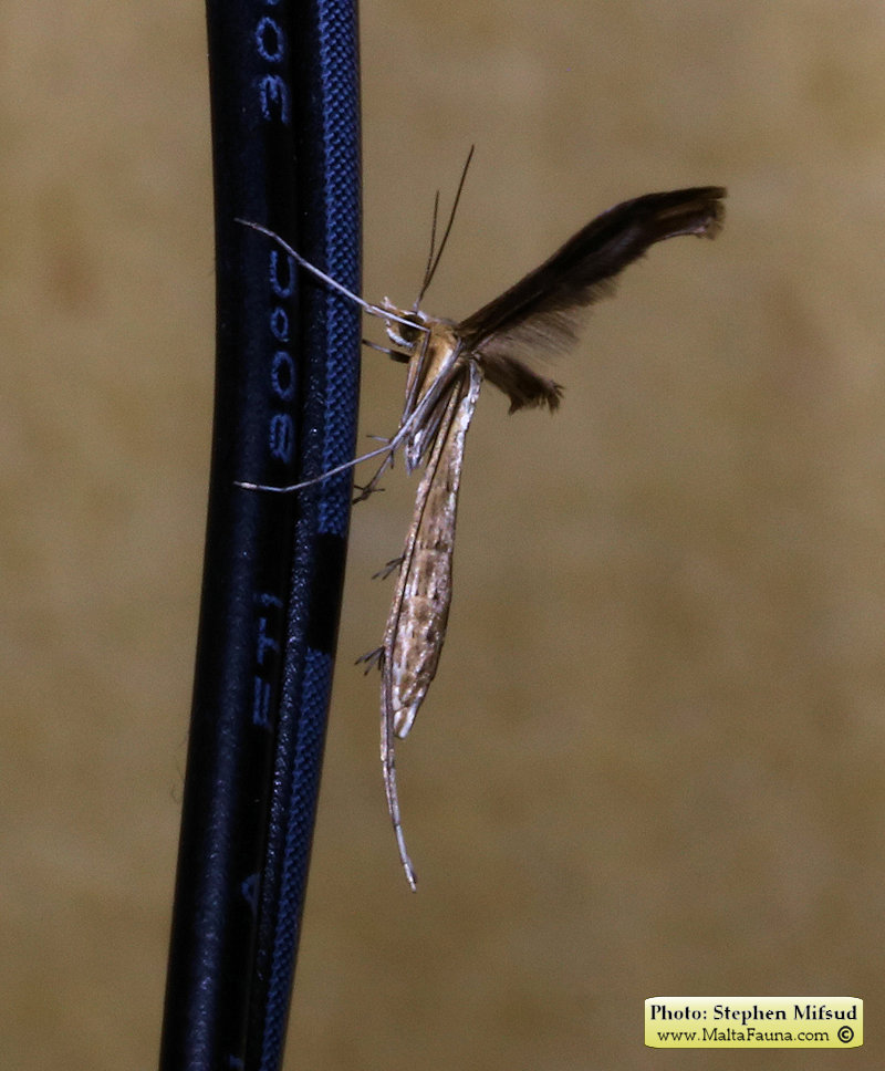 Emmelina monodactyla (Plume Moth). This page is part of www.MaltaWildPlants.com website by Stephen Mifsud, Malta