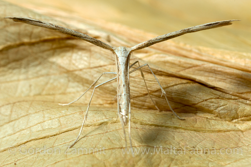 Emmelina monodactyla (Plume Moth). This page is part of www.MaltaWildPlants.com website by Stephen Mifsud, Malta