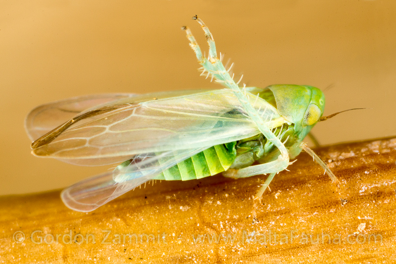 Empoasca decipiens (Potato Leafhopper). This page is part of www.MaltaWildPlants.com website by Stephen Mifsud, Malta