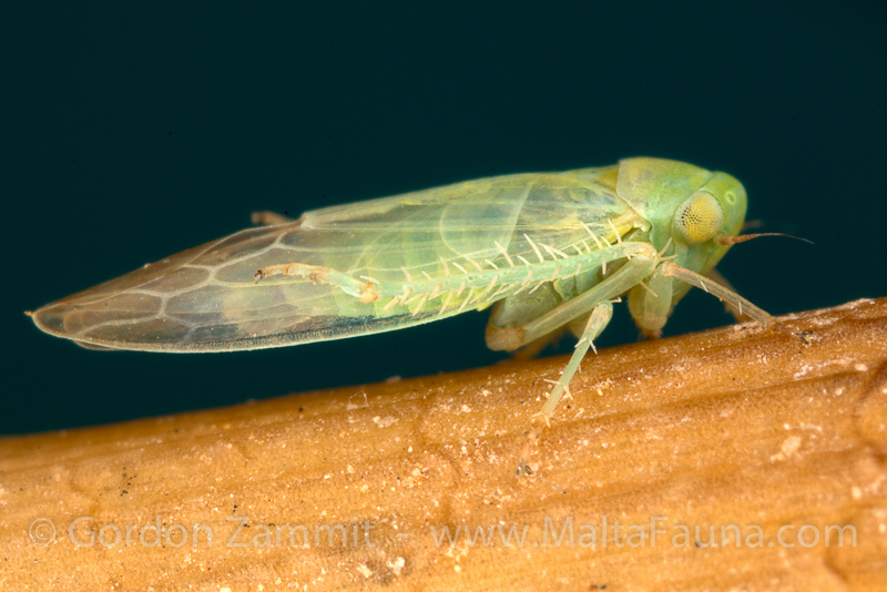 Empoasca decipiens (Potato Leafhopper). This page is part of www.MaltaWildPlants.com website by Stephen Mifsud, Malta