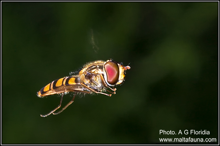Episyrphus balteatus (Marmalade Hoverfly). This page is part of www.MaltaWildPlants.com website by Stephen Mifsud, Malta