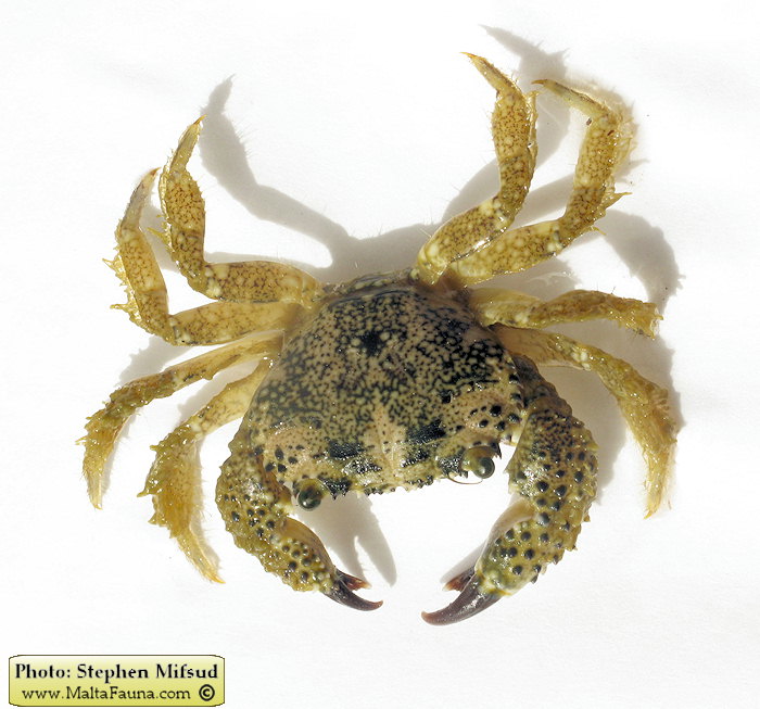 Eriphia verrucosa (Warty Crab). This page is part of www.MaltaWildPlants.com website by Stephen Mifsud, Malta