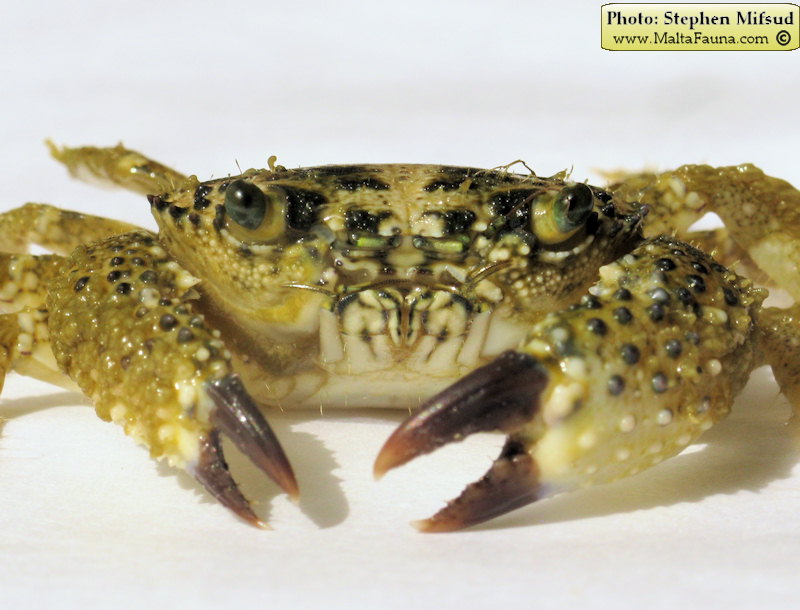 Eriphia verrucosa (Warty Crab). This page is part of www.MaltaWildPlants.com website by Stephen Mifsud, Malta
