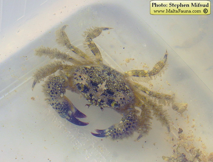 Eriphia verrucosa (Warty Crab). This page is part of www.MaltaWildPlants.com website by Stephen Mifsud, Malta
