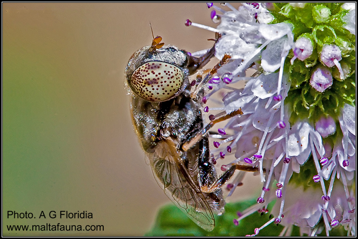 Eristalinus megacephalus (Drone Fly). This page is part of www.MaltaWildPlants.com website by Stephen Mifsud, Malta