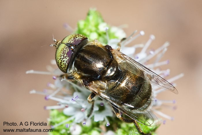 Eristalinus megacephalus (Drone Fly). This page is part of www.MaltaWildPlants.com website by Stephen Mifsud, Malta