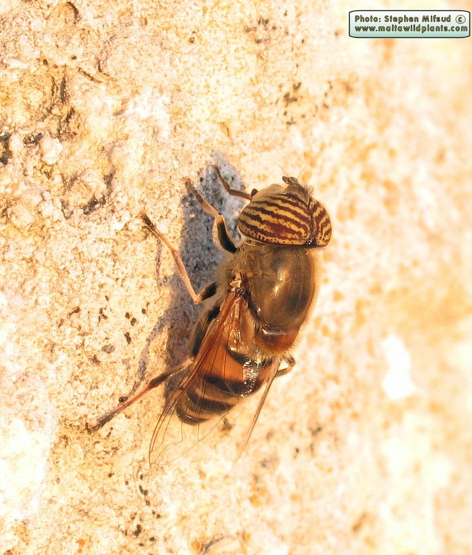 Eristalinus taeniops (Lesser Drone Fly). This page is part of www.MaltaWildPlants.com website by Stephen Mifsud, Malta