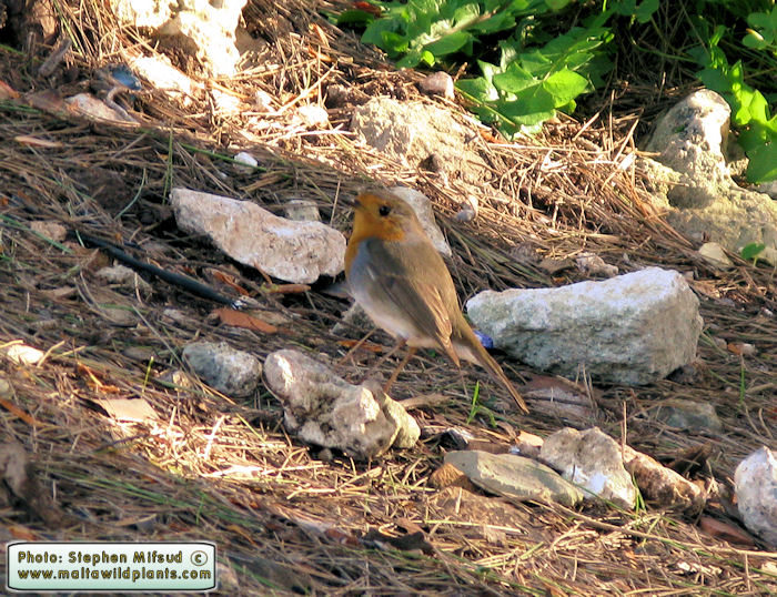 Erithacus rubecula (European Robin). This page is part of www.MaltaWildPlants.com website by Stephen Mifsud, Malta