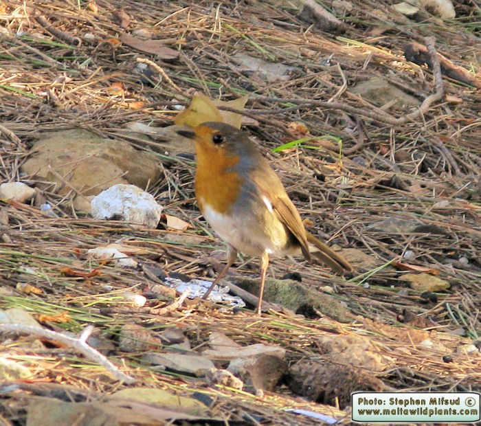 Erithacus rubecula (European Robin). This page is part of www.MaltaWildPlants.com website by Stephen Mifsud, Malta