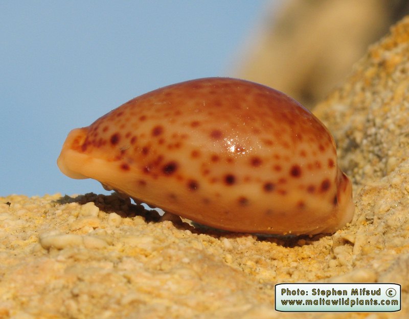 Erosaria spurca (Mediterranean Cowry). This page is part of www.MaltaWildPlants.com website by Stephen Mifsud, Malta
