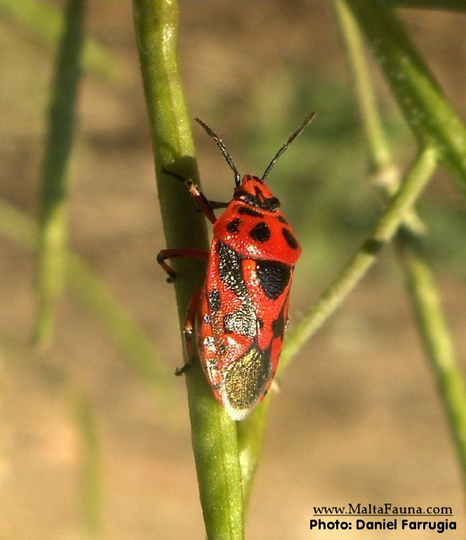 Eurydema ornata (Ornamental Shield Bug). This page is part of www.MaltaWildPlants.com website by Stephen Mifsud, Malta