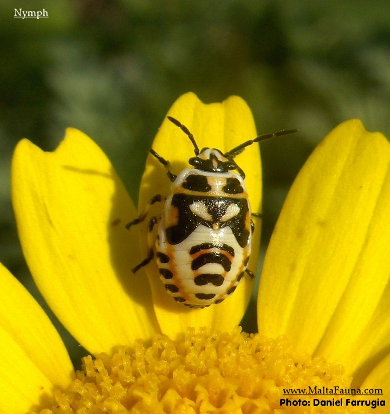 Eurydema ornata (Ornamental Shield Bug). This page is part of www.MaltaWildPlants.com website by Stephen Mifsud, Malta
