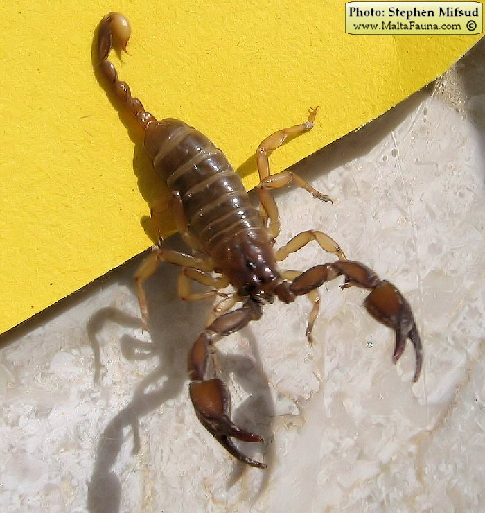 Euscorpius sicanus (Scorpion ). This page is part of www.MaltaWildPlants.com website by Stephen Mifsud, Malta