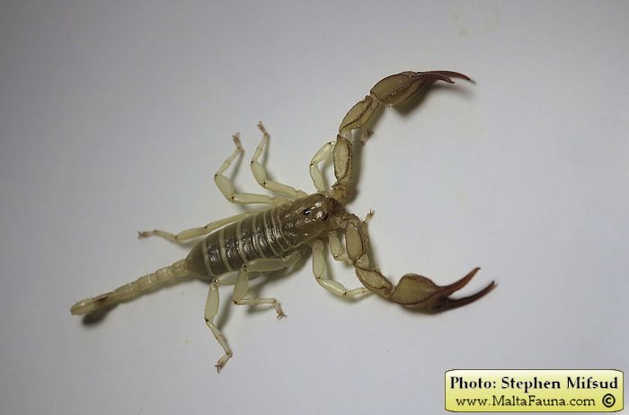 Euscorpius sicanus (Scorpion ). This page is part of www.MaltaWildPlants.com website by Stephen Mifsud, Malta