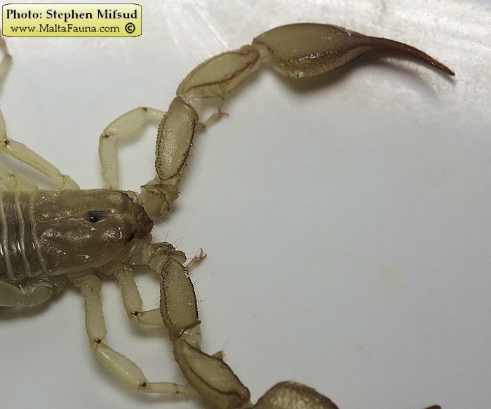Euscorpius sicanus (Scorpion ). This page is part of www.MaltaWildPlants.com website by Stephen Mifsud, Malta