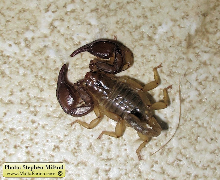 Euscorpius sicanus (Scorpion ). This page is part of www.MaltaWildPlants.com website by Stephen Mifsud, Malta
