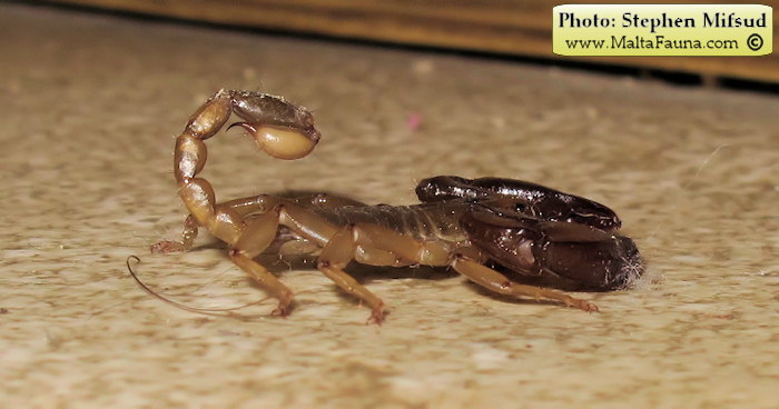 Euscorpius sicanus (Scorpion ). This page is part of www.MaltaWildPlants.com website by Stephen Mifsud, Malta