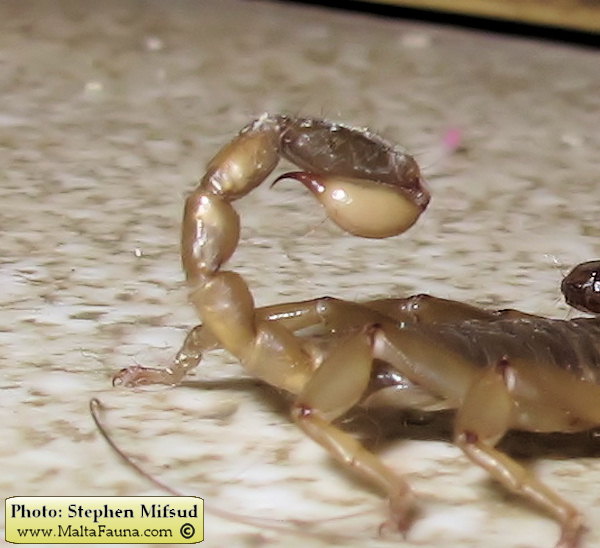 Euscorpius sicanus (Scorpion ). This page is part of www.MaltaWildPlants.com website by Stephen Mifsud, Malta