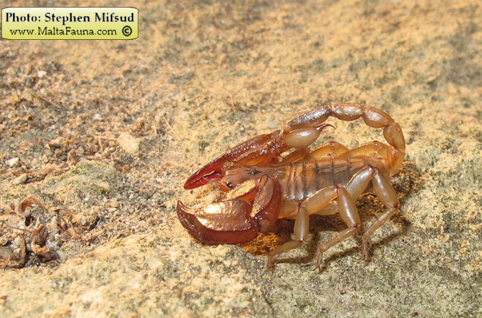 Euscorpius sicanus (Scorpion ). This page is part of www.MaltaWildPlants.com website by Stephen Mifsud, Malta
