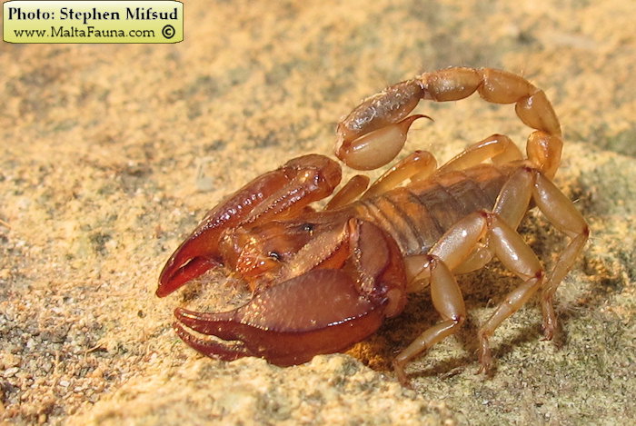 Euscorpius sicanus (Scorpion ). This page is part of www.MaltaWildPlants.com website by Stephen Mifsud, Malta
