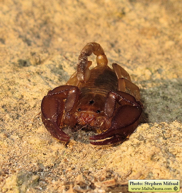 Euscorpius sicanus (Scorpion ). This page is part of www.MaltaWildPlants.com website by Stephen Mifsud, Malta