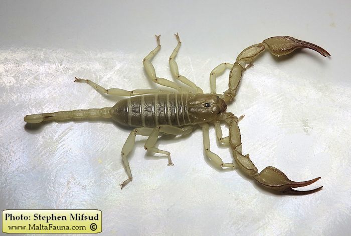Euscorpius sicanus (Scorpion ). This page is part of www.MaltaWildPlants.com website by Stephen Mifsud, Malta
