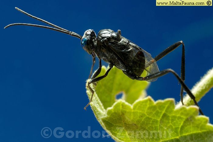 Evania appendigaster (). This page is part of www.MaltaWildPlants.com website by Stephen Mifsud, Malta