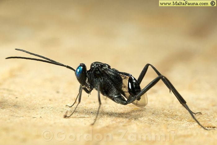 Evania appendigaster (). This page is part of www.MaltaWildPlants.com website by Stephen Mifsud, Malta