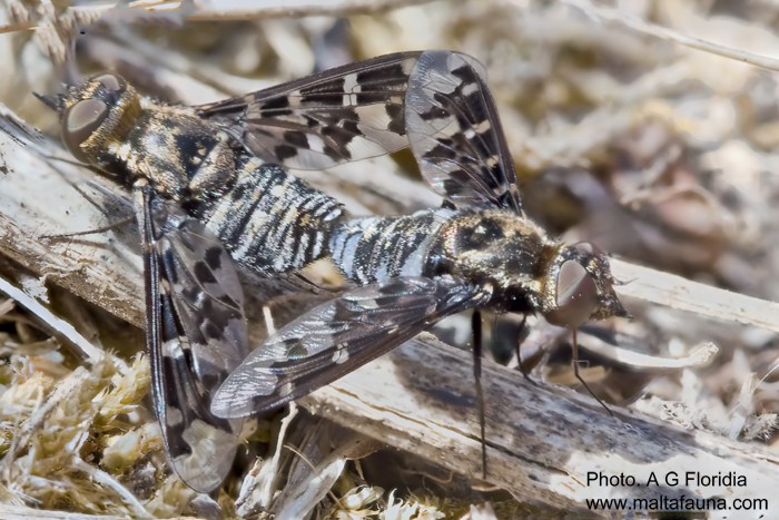 Exoprosopa jacchus (Silvery bee-fly). This page is part of www.MaltaWildPlants.com website by Stephen Mifsud, Malta