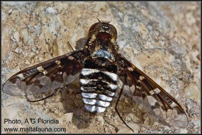 Exoprosopa jacchus (Silvery bee-fly). This page is part of www.MaltaWildPlants.com website by Stephen Mifsud, Malta