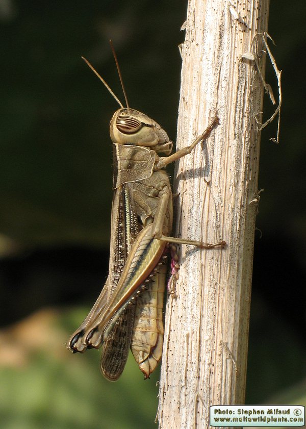 Eyprepocnemis plorans (White-banded Grasshopper). This page is part of www.MaltaWildPlants.com website by Stephen Mifsud, Malta