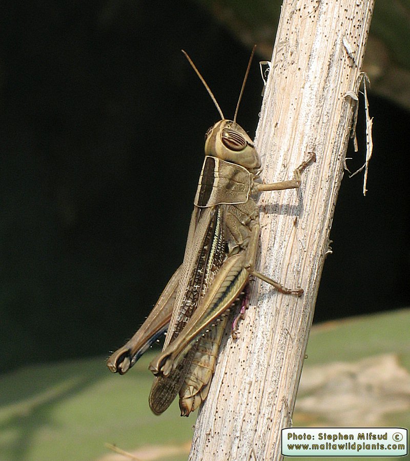 Eyprepocnemis plorans (White-banded Grasshopper). This page is part of www.MaltaWildPlants.com website by Stephen Mifsud, Malta