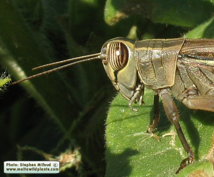 Eyprepocnemis plorans (White-banded Grasshopper). This page is part of www.MaltaWildPlants.com website by Stephen Mifsud, Malta