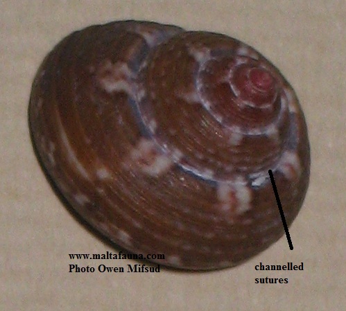 Gibbula ardens (). This page is part of www.MaltaWildPlants.com website by Stephen Mifsud, Malta