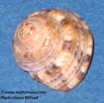 Gibbula philberti (). This page is part of www.MaltaWildPlants.com website by Stephen Mifsud, Malta