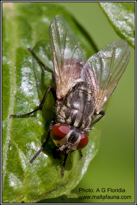 Graphomya maculata (English name not known). This page is part of www.MaltaWildPlants.com website by Stephen Mifsud, Malta