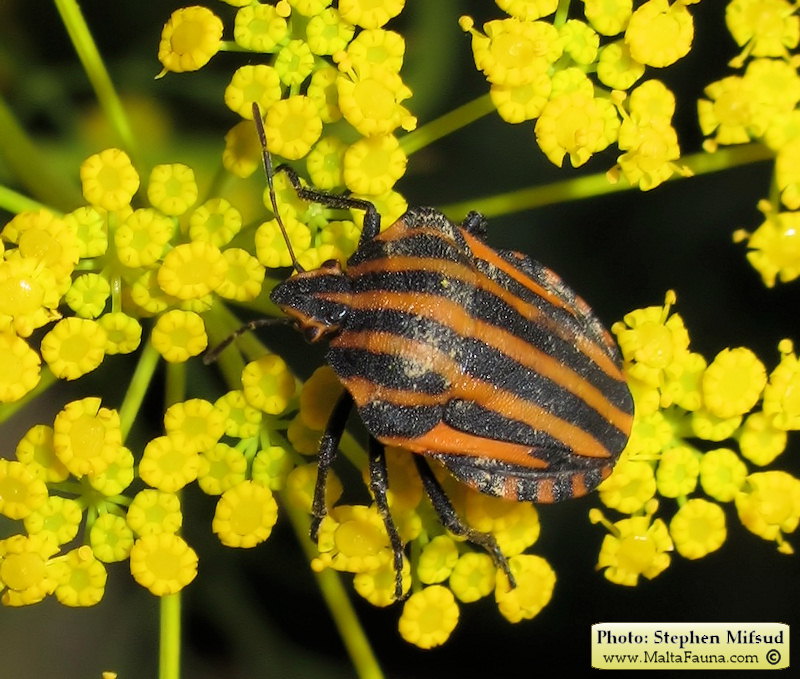 Graphosoma lineatum italicum (Italian Striped Bug). This page is part of www.MaltaWildPlants.com website by Stephen Mifsud, Malta