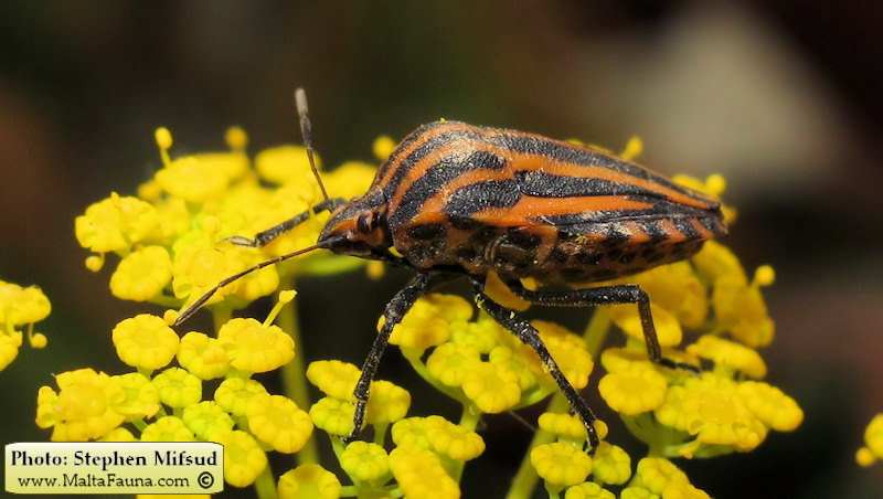 Graphosoma lineatum italicum (Italian Striped Bug). This page is part of www.MaltaWildPlants.com website by Stephen Mifsud, Malta