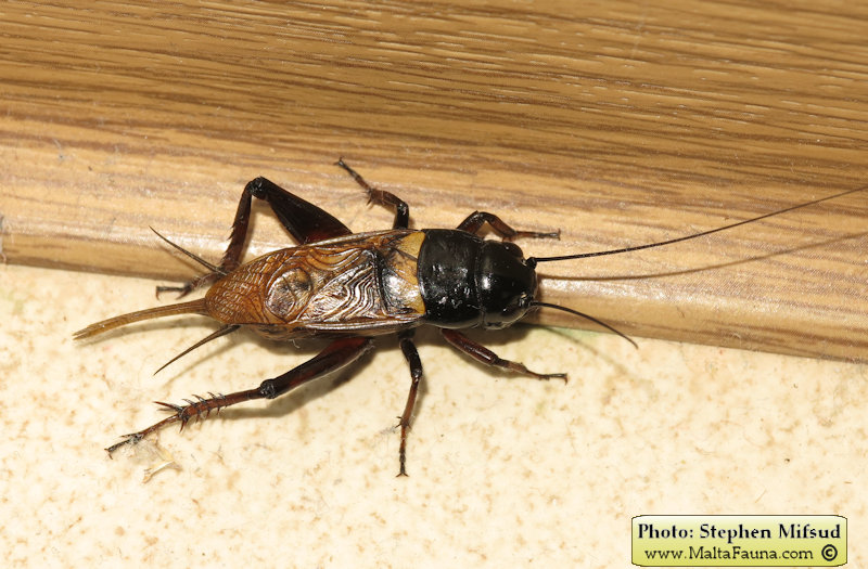 Gryllus bimaculatus (Mediterranean field cricket). This page is part of www.MaltaWildPlants.com website by Stephen Mifsud, Malta