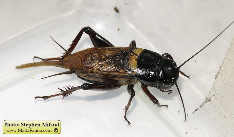 Gryllus bimaculatus (Mediterranean field cricket). This page is part of www.MaltaWildPlants.com website by Stephen Mifsud, Malta