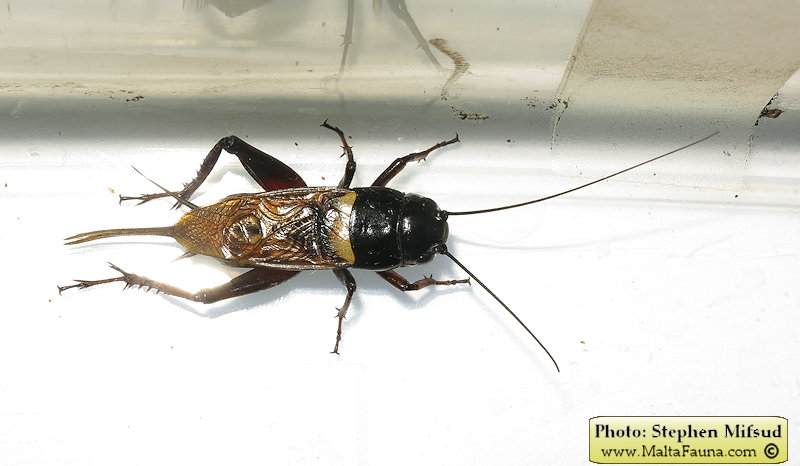 Gryllus bimaculatus (Mediterranean field cricket). This page is part of www.MaltaWildPlants.com website by Stephen Mifsud, Malta