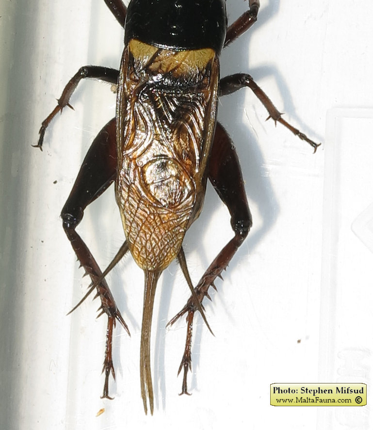 Gryllus bimaculatus (Mediterranean field cricket). This page is part of www.MaltaWildPlants.com website by Stephen Mifsud, Malta