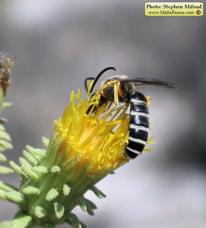 Halictus fulvipes (Yellow Halicitid Bee). This page is part of www.MaltaWildPlants.com website by Stephen Mifsud, Malta