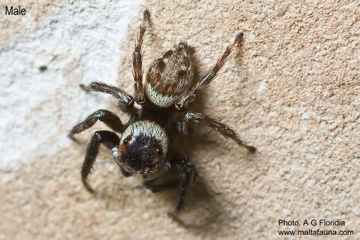Hasarius adansoni (Adanson's Jumping Spider). This page is part of www.MaltaWildPlants.com website by Stephen Mifsud, Malta