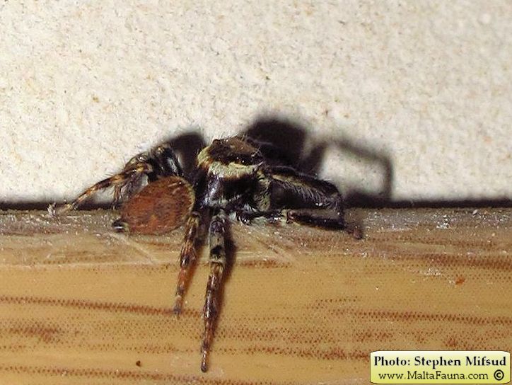 Hasarius adansoni (Adanson's Jumping Spider). This page is part of www.MaltaWildPlants.com website by Stephen Mifsud, Malta