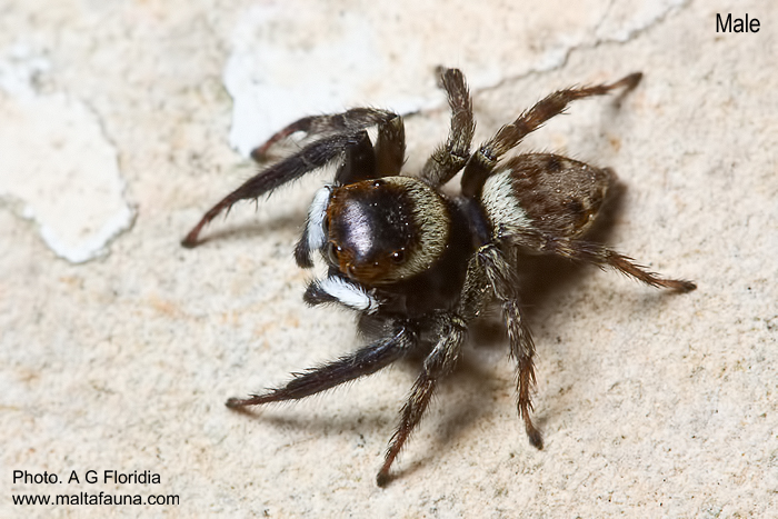Hasarius adansoni (Adanson's Jumping Spider). This page is part of www.MaltaWildPlants.com website by Stephen Mifsud, Malta