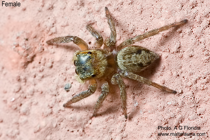 Hasarius adansoni (Adanson's Jumping Spider). This page is part of www.MaltaWildPlants.com website by Stephen Mifsud, Malta